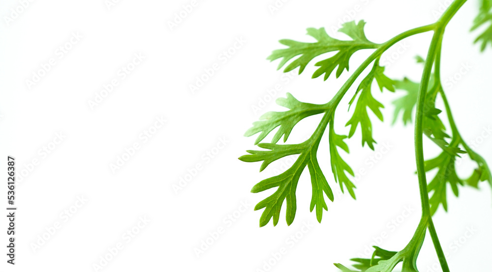 Fresh Coriander isolated on white background. Coriander Leaves.(Coriandrum sativum).The fresh leaves are an ingredient in many foods, Fresh Coriander isolated on white background. Coriander Leaves.(Coriandrum sativum).The fresh leaves are an ingredient in many foods,