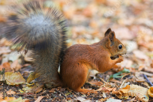 A red squirrel eats a nut in the park. Soft focus