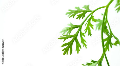 Fresh Coriander isolated on white background. Coriander Leaves.(Coriandrum sativum).The fresh leaves are an ingredient in many foods,