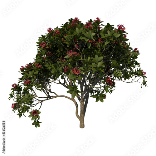 Front view tree ( Adolescent Franchipan Plumeria Rubra tree 3 ) png