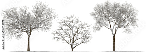 Obraz na płótnie trees winter 3 covered with snow w salonie