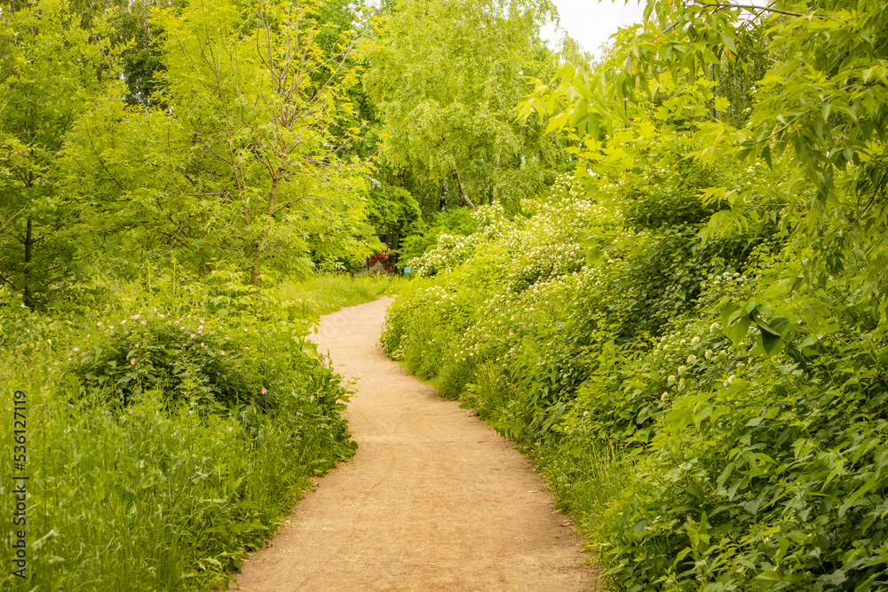 Naklejka premium A trail in a spring forest with sunlight and shadows. Green trees and grass along the path in the nature park. Summer sunny forest landscape with bright greenery, soft focus