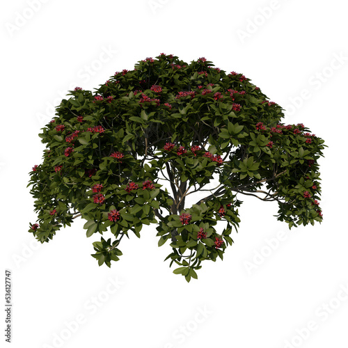 Front view tree ( Adolescent Franchipan Plumeria Rubra tree 2 ) png 