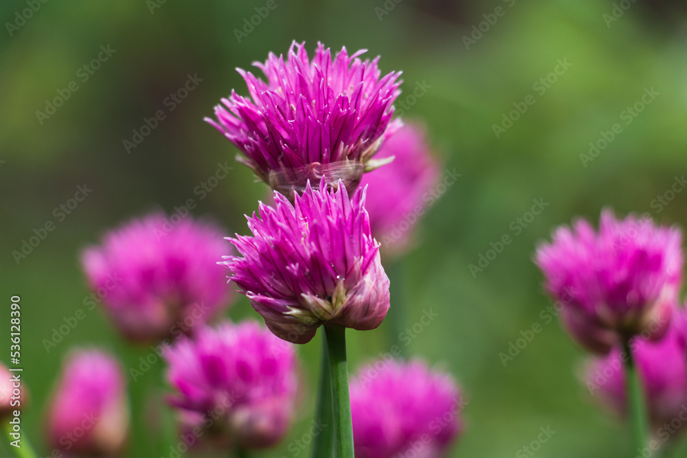 The clover flower bud. Early morning meditation of flower and grass in the sunrise. Beautiful harmony of a flower in the rain. Perfect micro world in warm pink colors. Bokeh green background The clover flower bud. Early morning meditation of flower and grass in the sunrise. Beautiful harmony of a flower in the rain. Perfect micro world in warm pink colors. Bokeh green background