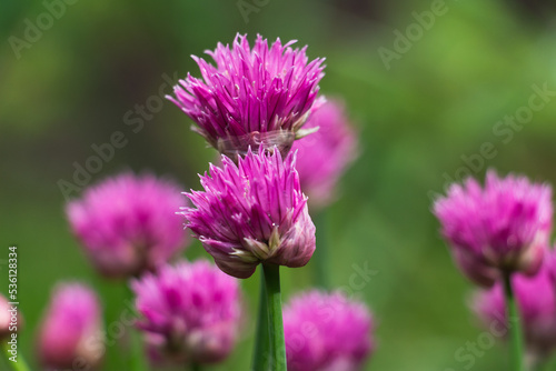 The clover flowers buds. Early morning meditation of flower and grass in the sunrise. Beautiful  harmony of a flower in the rain. Perfect  micro world in warm pink  colors. Bokeh green background