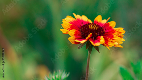 Yellow and Red flower on the natural green background - macrophotography