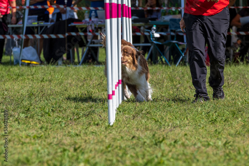 The Rough collie dog breed faces the hurdle of slalom in dog agility competition. 