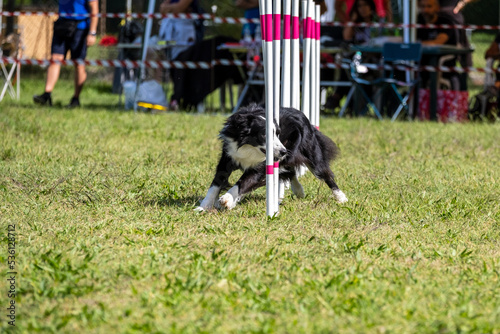 The Border collie dog breed faces the hurdle of slalom in dog agility competition. 