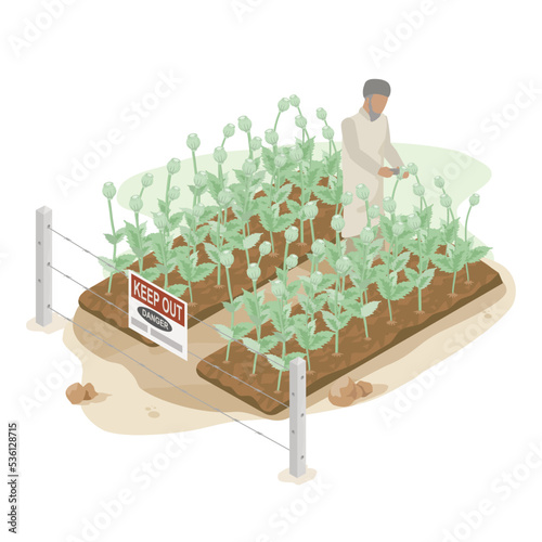 opium poppy farming for making Morphine and isometric cartoon