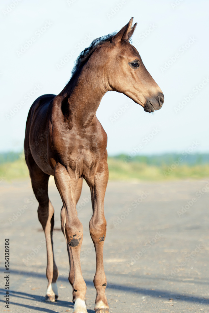 Fototapeta premium black beautiful little foal posing at sunny evening. close up.