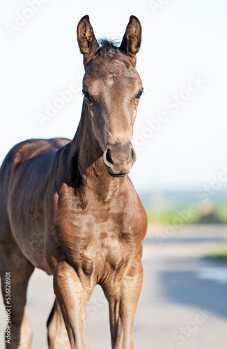 portrait of black beautiful   little foal posing at sunny evenng. close up.