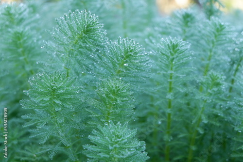 close up of grass
