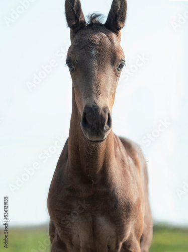 portrait of black beautiful little foal . close up.