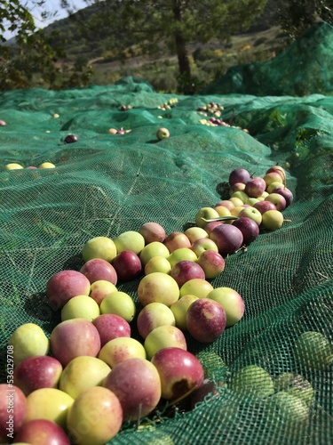 Olives