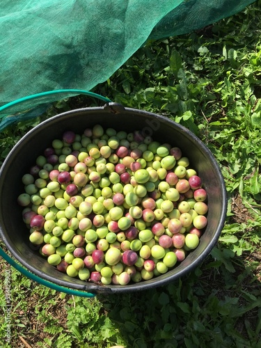 Olives