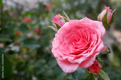 pink rose