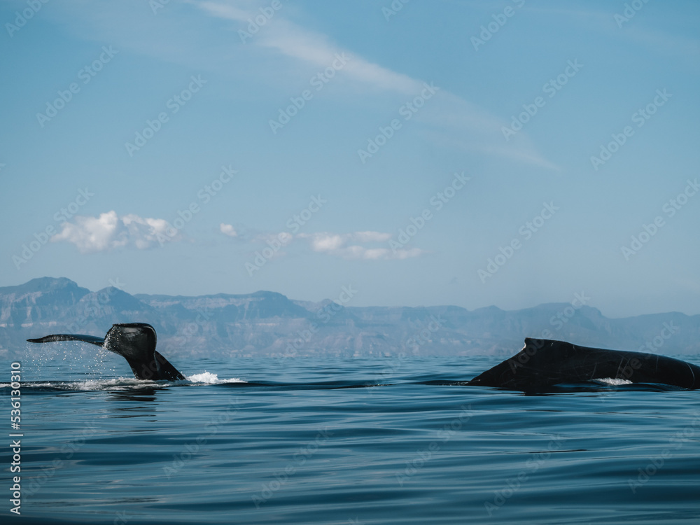 Fototapeta premium Whale, Baja California, Mexico