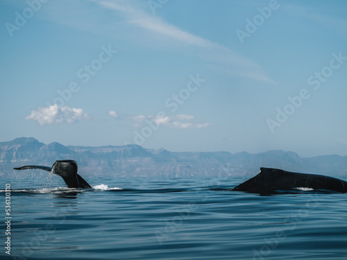 Whale, Baja California, Mexico