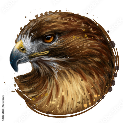 Red-tailed hawk. Color, graphic portrait of a hawk in watercolor style on a white background. Digital vector graphics.