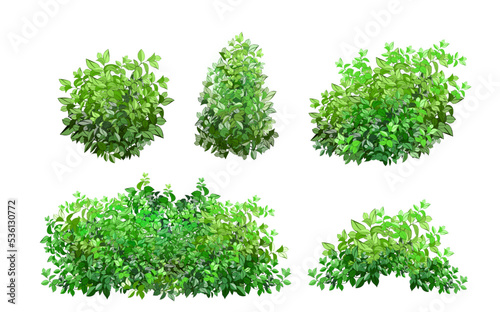 Fotografia, Obraz Ornamental green plant in the form of a hedge
