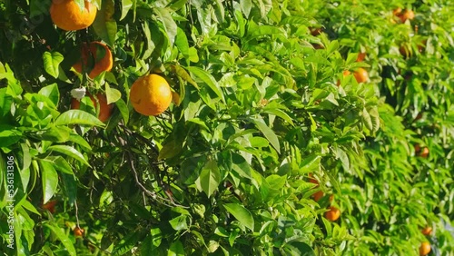 Ripe oranges on tree branches in an orange garden photo