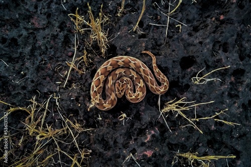 Saw scaled viper in moving position top view