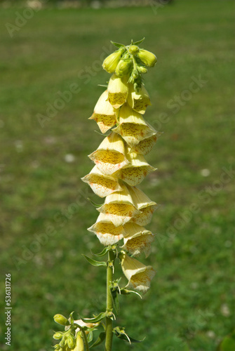 Aconit tue loup, Aconitum vulparia photo