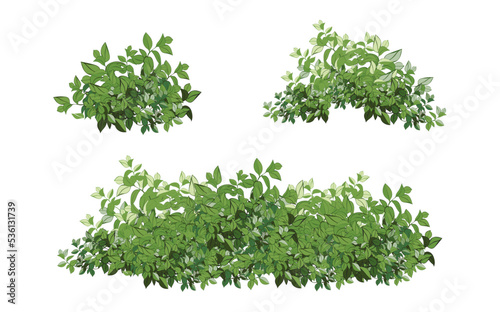 Ornamental green plant in the form of a hedge.Realistic garden shrub  seasonal bush  boxwood  tree crown bush foliage.For decorate of a park  a garden or a green fence.