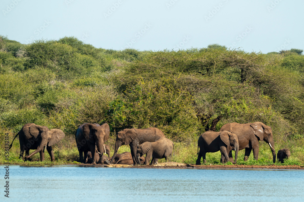 Eléphant d'Afrique, Loxodonta africana, Parc national Kruger, Afrique du Sud Eléphant d'Afrique, Loxodonta africana, Parc national Kruger, Afrique du Sud