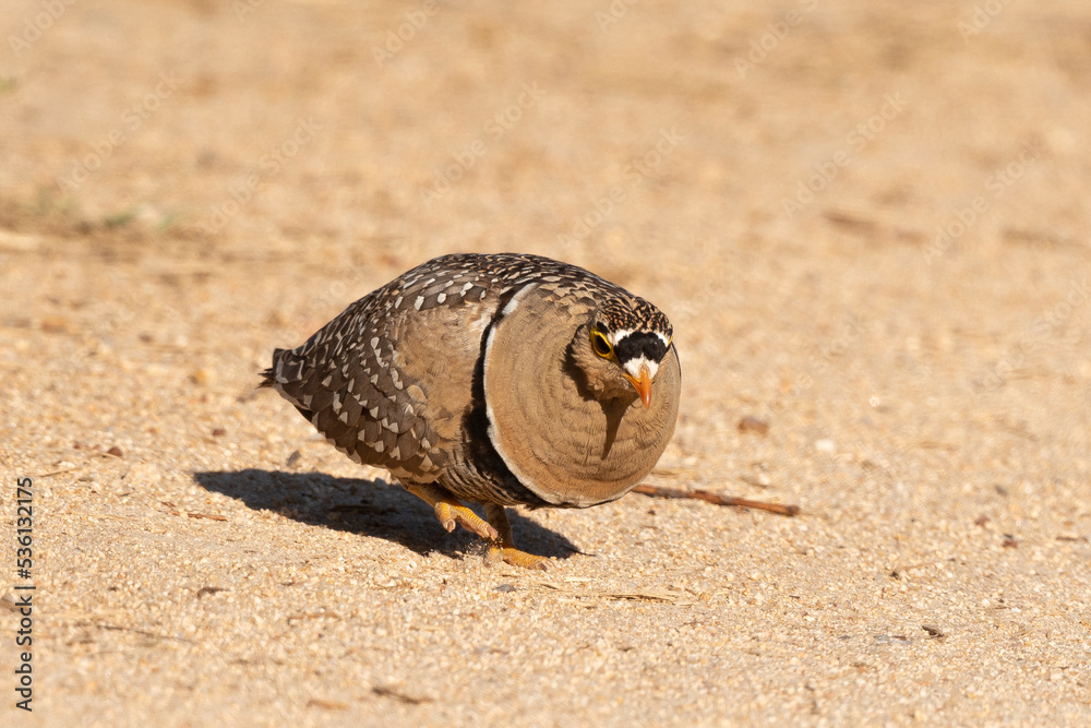 Obraz premium Ganga bibande, .Pterocles bicinctus, Double banded Sandgrouse