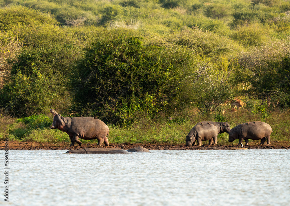 Hippopotame, Hippopotamus amphibius, Afrique du Sud Hippopotame, Hippopotamus amphibius, Afrique du Sud