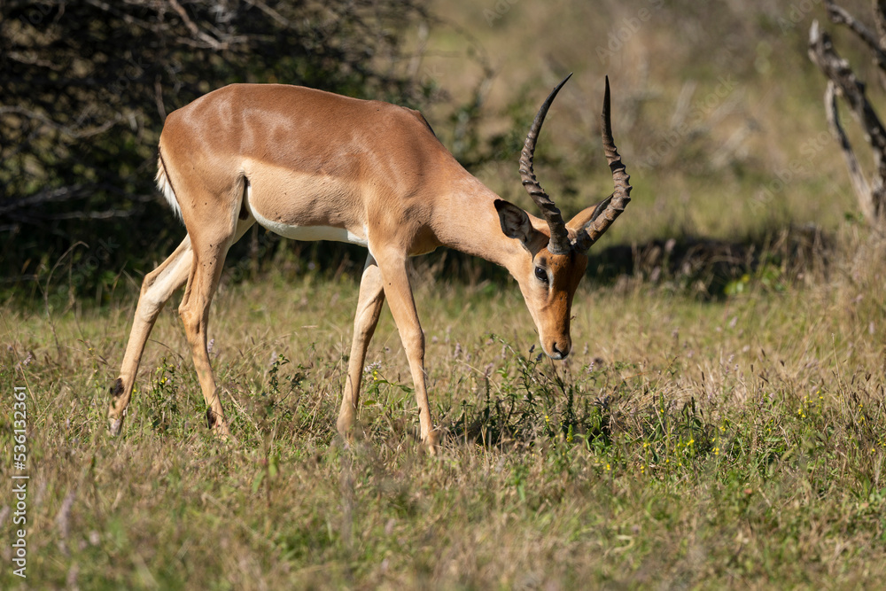 Impala, male, Aepyceros melampus Impala, male, Aepyceros melampus