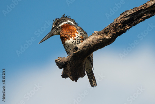 Martin pêcheur géant,.Megaceryle maxima, Giant Kingfisher photo