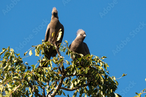 Touraco concolore,.Corythaixoides concolor, Grey Go away bird photo