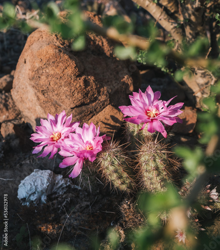 Cactus Flower, Baja California, Mexico
