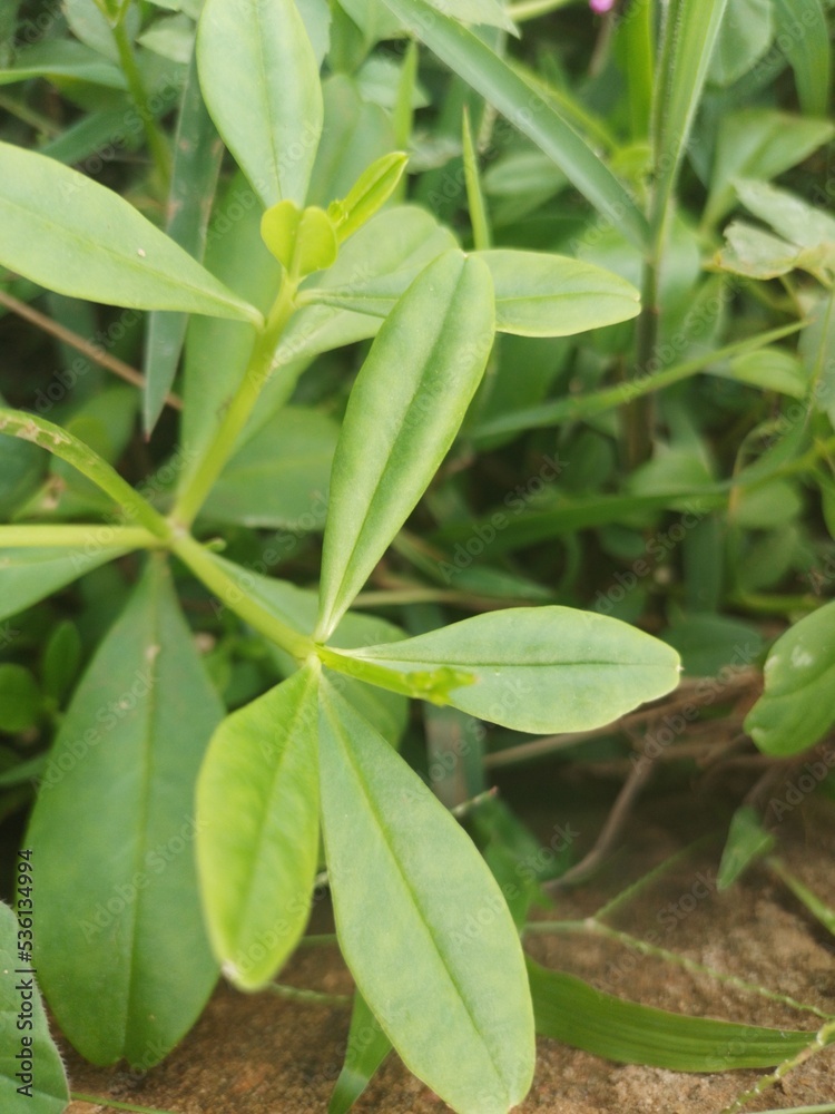 green leaves in the garden