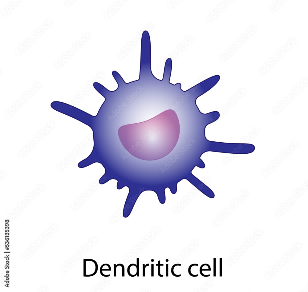 Dendritic cell of immune system, stained microscopic cell, vector illustration Dendritic cell of immune system, stained microscopic cell, vector illustration