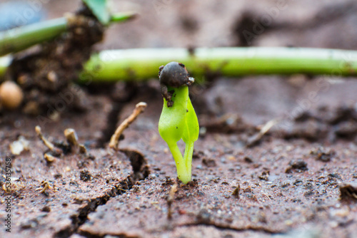 green plants growing in spring and summer