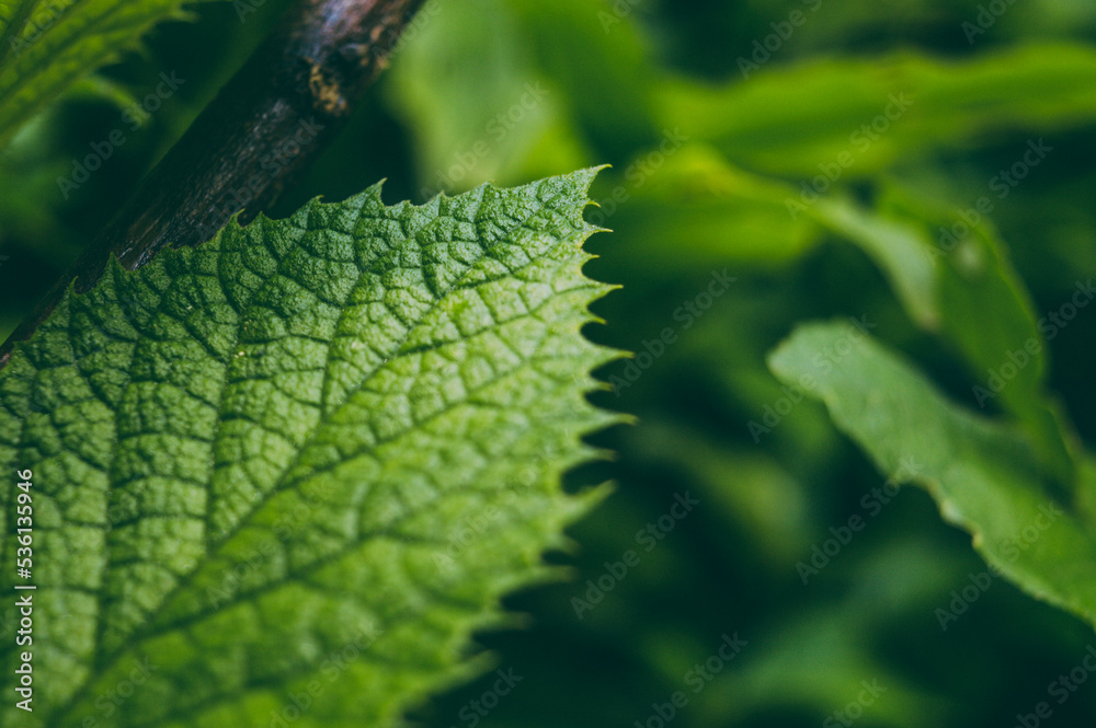 green plants growing in spring and summer green plants growing in spring and summer