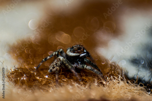 Wild African spider with four eyes