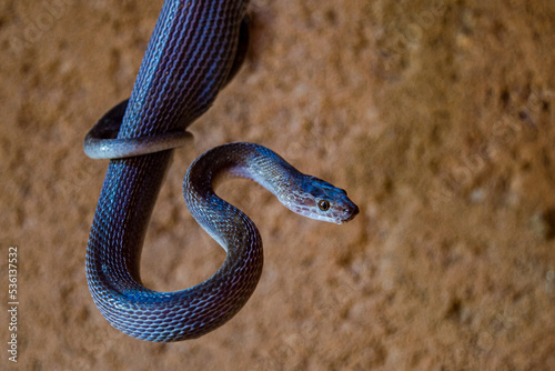 Wild dark skinned African snake photo