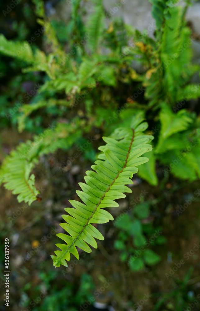 Background of green fern leaves growing out from a bush Background of green fern leaves growing out from a bush