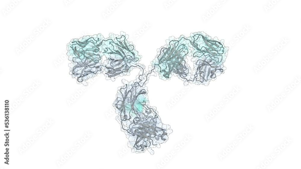 Scientifically accurate 3D model of an IgG class antibody molecule. Antibodies are produced by our immune system to fight bacterial and viral infections.