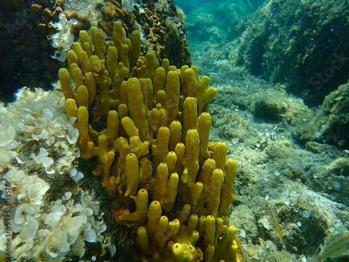 Yellow tube sponge or Aureate sponge  Aplysina aerophoba  undersea  Aegean Sea  Greece  Halkidiki 