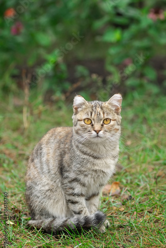 Gray striped cat walks on a leash on green grass outdoors... © alexbush