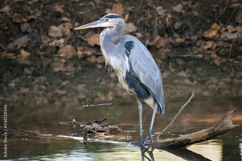Great Blue Heron in Hays Nature Preserve Great Blue Heron in Hays Nature Preserve