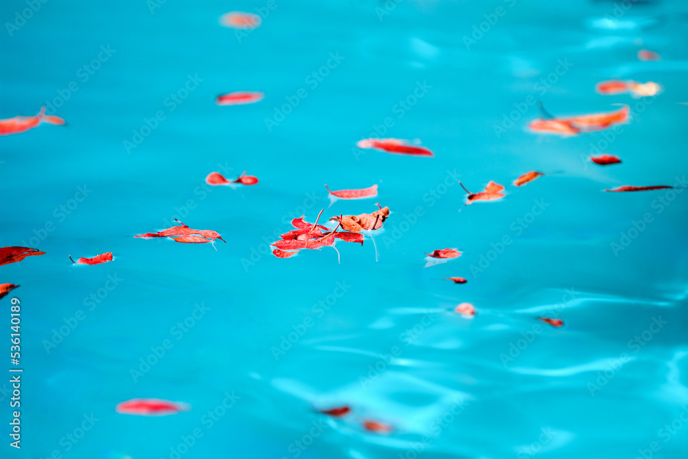 Red leaves floating on the swimming pool