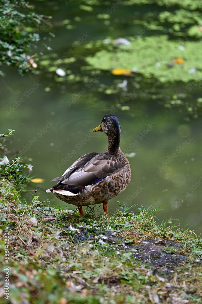 Ente oder Stockente (Anas platyrhynchos) steht am Wasser eines Teichs im Wildpark in Schweinfurt, Duck or mallad at the lake Ente oder Stockente (Anas platyrhynchos) steht am Wasser eines Teichs im Wildpark in Schweinfurt, Duck or mallad at the lake