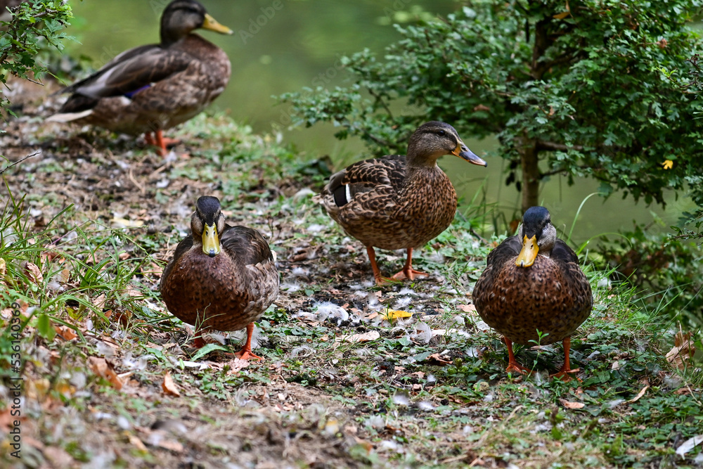 Fototapeta premium Ente / Stockente (Anas platyrhynchos) steht am Wasser eines Teichs im Wildpark in Schweinfurt