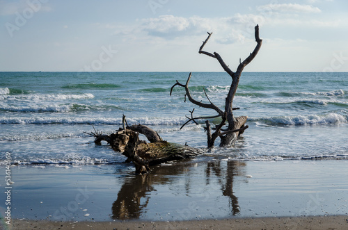 Un grosso albero arenato sulla spiaggia dell isola di Pellestrina dopo essere stato trascinato dalla corrente del mare